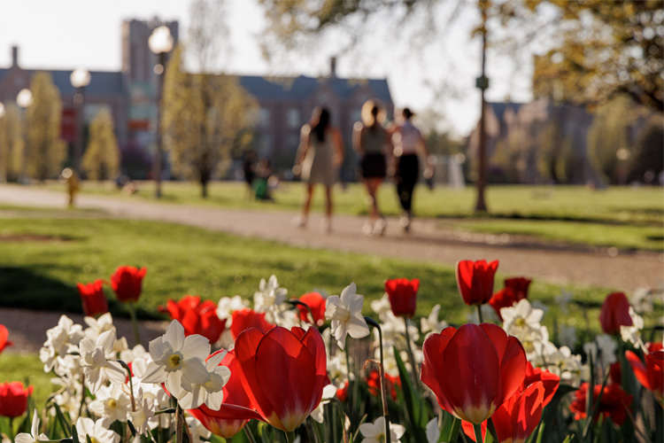 Students walking on campus, foreground of red tulips